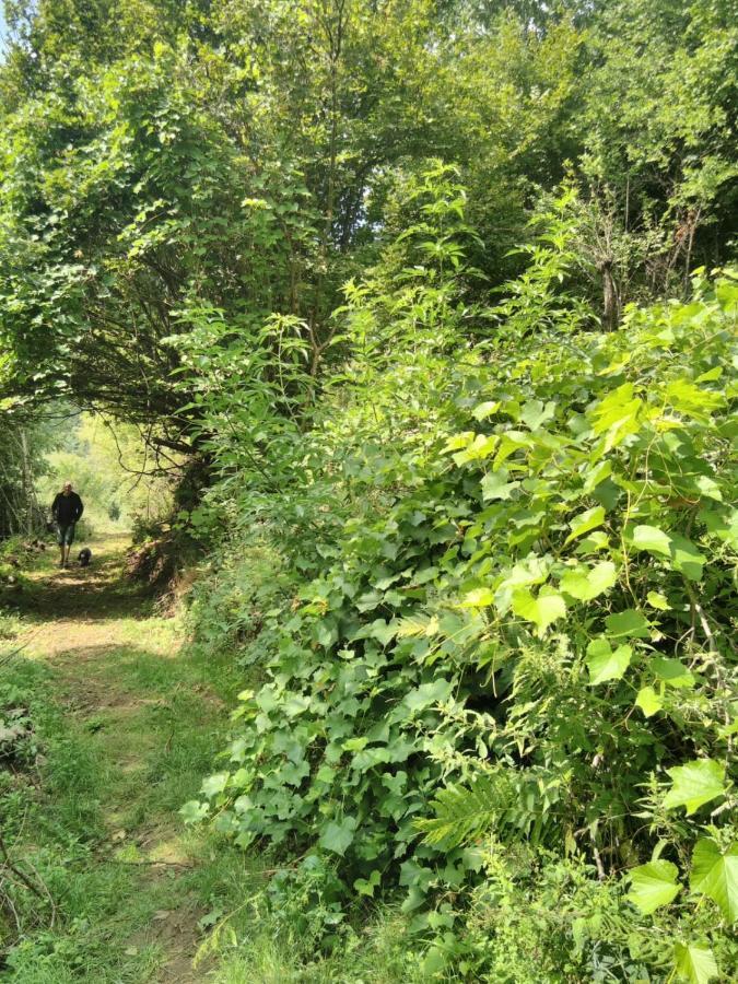 Grande Tente Tipi En Pleine Foret Burzet 외부 사진